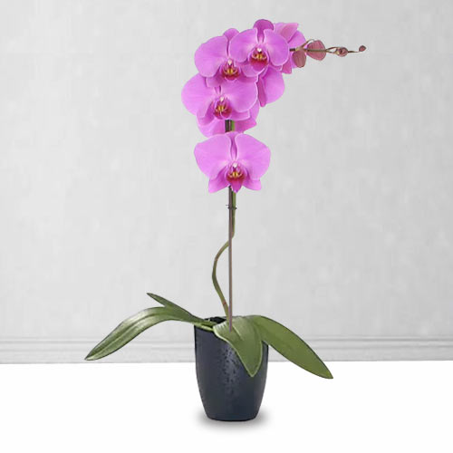 Phalaenopsis Orchid Plant-Orchid For Delivery