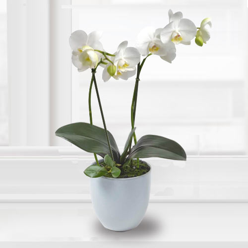 White Orchids-Get Well Plant