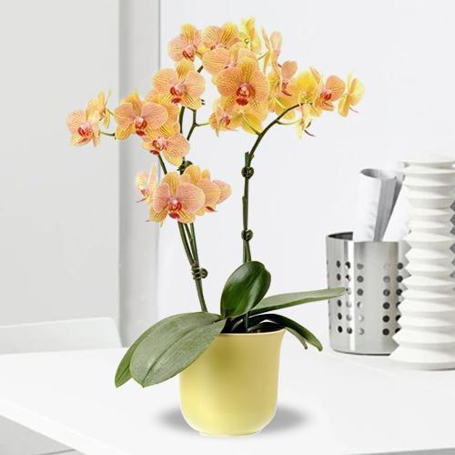 Phalaenopsis Orchid-Send Mothers Day Plants To France