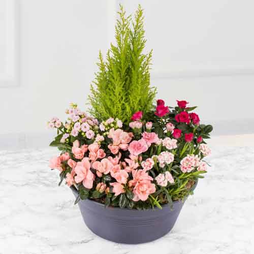 Plants And Flowering Plants Arrangement