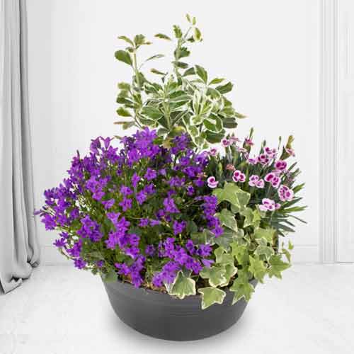 Arrangement Of Outdoor Plants-Best Plant To Send To A Funeral