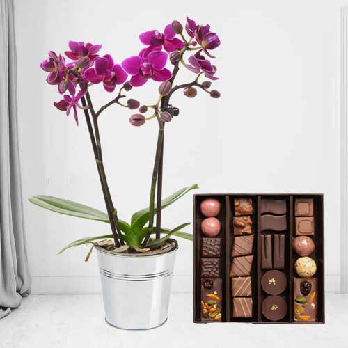 Chic Orchid And Chocolates-Get Well Plant Delivery