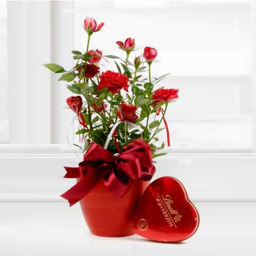 Red Roses In Pot With Lindt