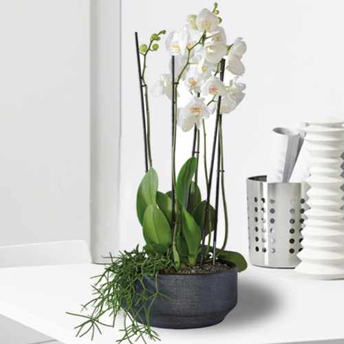 White Orchid-Sending Orchids As A Gift