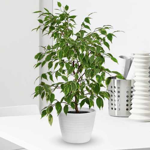 Ficus Plant-Deliver House Plants Gift