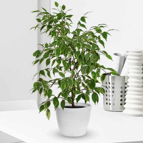 - Deliver House Plants Gift