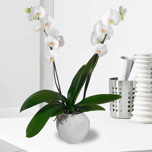 Orchid Potted Plants