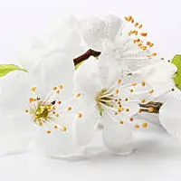 White Flowers