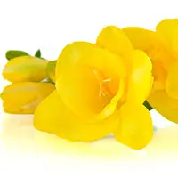 Yellow Flowers